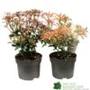 Pieris Assorted Variety 2Ltr Pot -Plantern Pot Sales 5019801010823 0f7d9657 0e89 4bfa b028 5b88f871dc4c