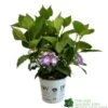 Hydrangea 'Blackberry Pie' 5Ltr Pot 1 Hydrangea 'Blackberry Pie' 5Ltr Pot -Plantern Pot Sales 5019801013343