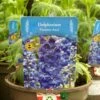 Delphinium Paramo 'Azul' 2Ltr Pot -Plantern Pot Sales 5019801015446 4639ca22 45e9 4f34 822b 627bc9604947