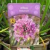 Allium 'Millennium' 2Ltr Pot -Plantern Pot Sales 5019801015712