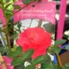 Red Miniature Climbing Rose 'Onwards & Upwards' 3Ltr Pot -Plantern Pot Sales 5019801016566