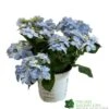 Hydrangea 'Blue Sprinkles' 5Ltr Pot -Plantern Pot Sales 5019801017266