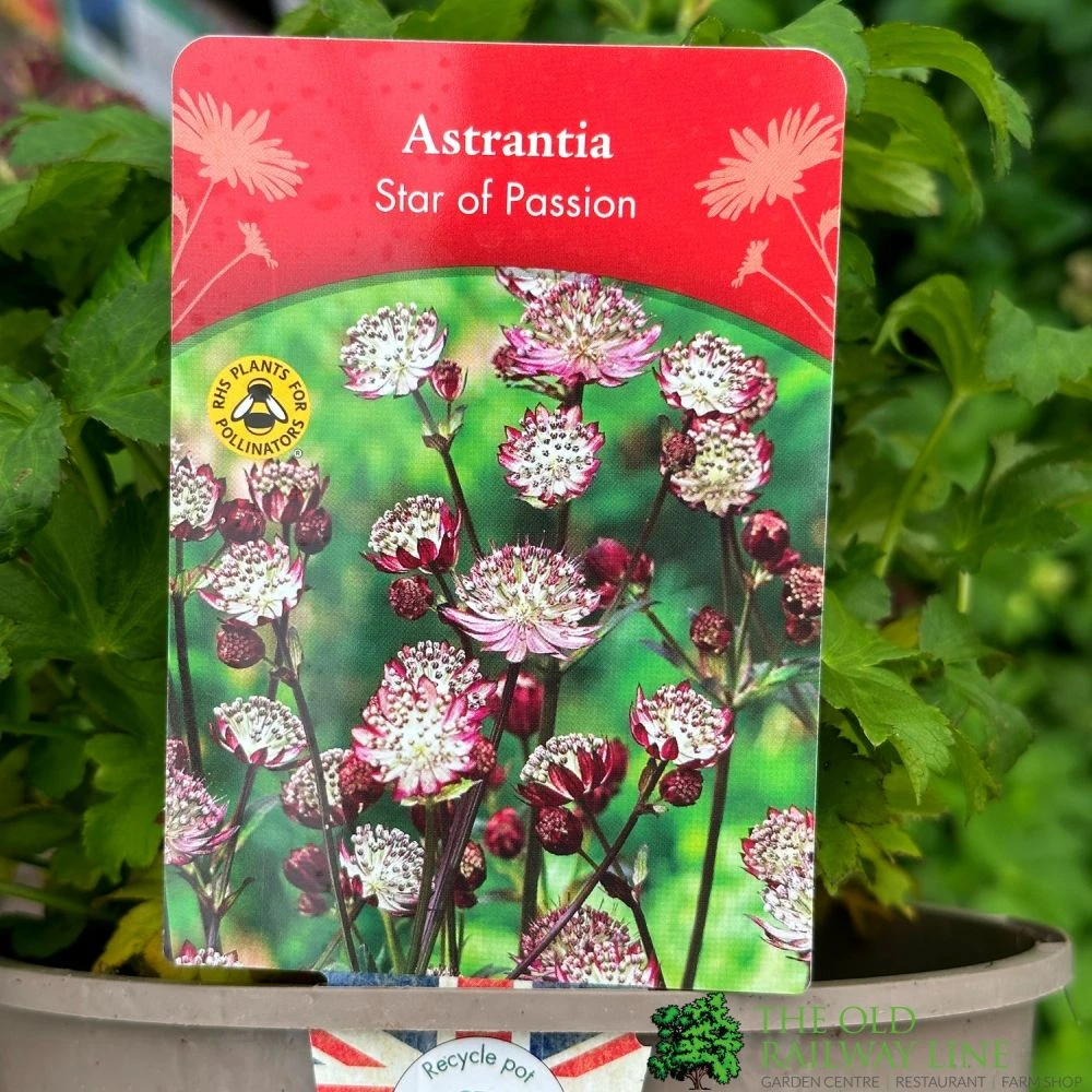 Astrantia 'Star Of Passion' 2Ltr Pot 3 Astrantia 'Star Of Passion' 2Ltr Pot