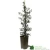 Ceanothus 'Silver Surprise' Plant 3Ltr Pot -Plantern Pot Sales 5019801123035