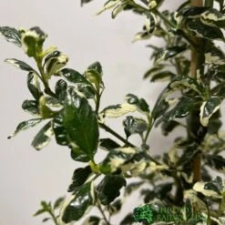 Ceanothus 'Silver Surprise' Plant 3Ltr Pot -Plantern Pot Sales 5019801123035 2