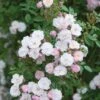 Pink Miniature Climbing Rose 'Little Rambler' 3Ltr Pot 2 Pink Miniature Climbing Rose 'Little Rambler' 3Ltr Pot -Plantern Pot Sales 5019801772035