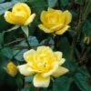 Yellow Miniature Climbing Rose 'Laura Ford' 3Ltr Pot -Plantern Pot Sales 5019801772325