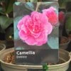 Camellia 'Debbie' 3Ltr Pot -Plantern Pot Sales 5019945010222
