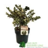 Ilex 'Casanova' 3Ltr Pot (NL) -Plantern Pot Sales 5019945014183