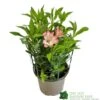 Alstroemeria 'Summer Break' 3Ltr Pot -Plantern Pot Sales 5019945065284