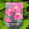Alstroemeria 'Summer Saint' 3Ltr Pot -Plantern Pot Sales 5019945211988