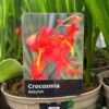 Crocosmia 'Babylon' 2Ltr Pot -Plantern Pot Sales 5019945222212 dc955142 08c0 4fec ba30 c1ba74787d10