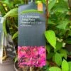 Hydrangea Paniculata 'Pinky Promise' 5Ltr Pot -Plantern Pot Sales 5019945243798