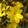 Jasminum Nudiflorum Winter Jasmine 3Ltr Pot -Plantern Pot Sales 5019945915718 e0249c4c 3ef9 434c bc60 4f76c6a7655b