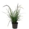 Pennisetum 'Sky Rocket' Grass 2 Ltr Pot -Plantern Pot Sales 5019945963016
