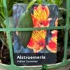 Alstroemeria 'Indian Summer' Peruvian Lily 3Ltr Pot -Plantern Pot Sales 5019945970120 42f45b91 9576 4408 b7ff 0a2d8332659f