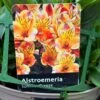 Alstroemeria 'Summer Breeze' Peruvian Lily 3Ltr Pot -Plantern Pot Sales 5019945985773 1961b098 bdaf 4be6 82f4 87771a5820c9