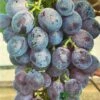 Grape 'Black Hamburg' 3Ltr Pot -Plantern Pot Sales 5019945994416 df5037a3 723c 4187 8604 2257360215c4