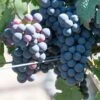 Grape Vine 'Cabernet Franc' 1.5Ltr Pot 2 Grape Vine 'Cabernet Franc' 1.5Ltr Pot -Plantern Pot Sales 5019945994423