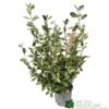 Elaeagnus X Ebbingei Oleaster Plant 80cm Tall (IT) -Plantern Pot Sales 5021768000465