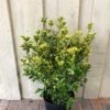 Euonymus Japonicus 'Aureus' 10Ltr Pot -Plantern Pot Sales 5021768000489