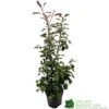 Photinia Fraseri 'Red Robin' 80cm Tall (IT) 1 Photinia Fraseri 'Red Robin' 80cm Tall (IT) -Plantern Pot Sales 5021768000991