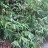 Pseudosasa Japonica Bamboo Plant 1.25m Tall (IT) -Plantern Pot Sales 5021768004678