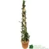 Trachelospermum Jasminoides 'Star Jasmine' Tripod Climber 120cm Tall (IT) -Plantern Pot Sales 5021768007679 3b981b88 216a 40e7 8e3d 0f05641f91f4