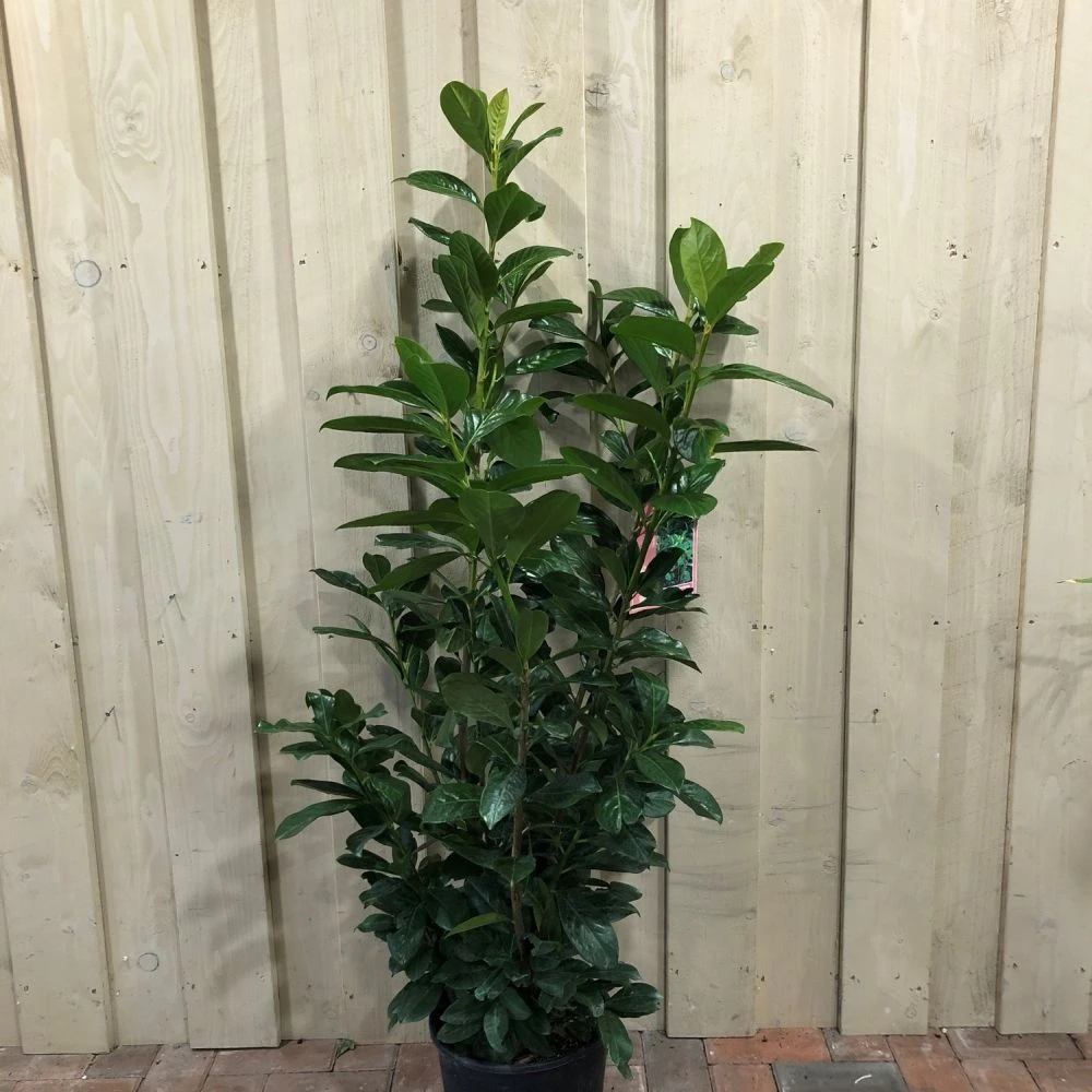 Prunus 'Novita' Common Laurel Plant 1m Tall (IT) 3 Prunus 'Novita' Common Laurel Plant 1m Tall (IT)