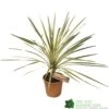 Cordyline Australis 'Torbay Dazzler' 60cm Tall (IT) -Plantern Pot Sales 5021768016725