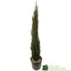 Cupressus Sempervirens 'Totem' Conifer 1m Tall (IT) -Plantern Pot Sales 5021768016893 b860b574 785c 4e25 adde c4dec02615ca