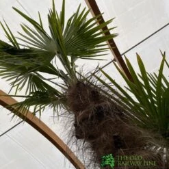 Trachycarpus Fortunei Chusan Palm Tree 3m Tall 6 Trachycarpus Fortunei Chusan Palm Tree 3m Tall -Plantern Pot Sales 5021768025277 2