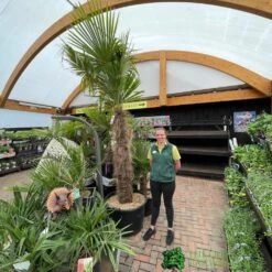 Trachycarpus Fortunei Chusan Palm Tree 3m Tall 7 Trachycarpus Fortunei Chusan Palm Tree 3m Tall -Plantern Pot Sales 5021768025277 3