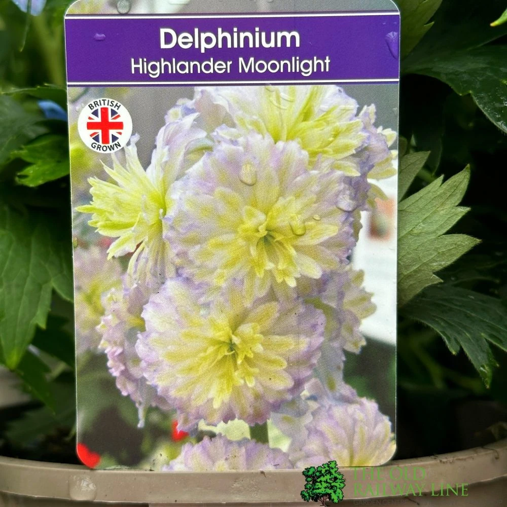 Delphinium 'Moonlight' 3Ltr Pot 3 Delphinium 'Moonlight' 3Ltr Pot