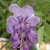 Wisteria Sinensis Climber 1.8m Tall (IT) -Plantern Pot Sales 5021768050873