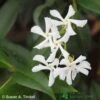 Trachelospermum Jasminoides Climber On Frame Size 90x140cm -Plantern Pot Sales 5021768056745
