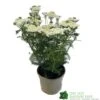 Achillea 'New Vintage White' 3Ltr Pot -Plantern Pot Sales 5021768059982
