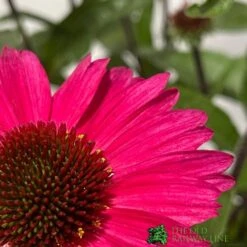 Echinacea 'Sensation Pink' Plant 2 Ltr Pot 6 Echinacea 'Sensation Pink' Plant 2 Ltr Pot -Plantern Pot Sales 5021768069202 2