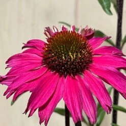 Echinacea 'Sensation Pink' Plant 2 Ltr Pot 7 Echinacea 'Sensation Pink' Plant 2 Ltr Pot -Plantern Pot Sales 5021768069202 3