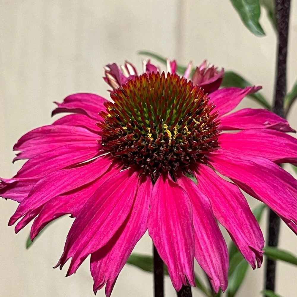 Echinacea 'Sensation Pink' Plant 2 Ltr Pot 5 Echinacea 'Sensation Pink' Plant 2 Ltr Pot - Image 3