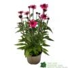Echinacea 'Sensation Pink' Plant 2 Ltr Pot -Plantern Pot Sales 5021768069202 9c267101 cf06 4299 acb6 0db8f65e2aec