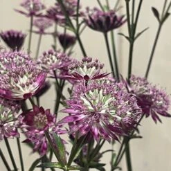 Astrantia 'Star Of Love' Plant 3 Ltr -Plantern Pot Sales 5021768072080 3