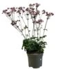 Astrantia 'Star Of Love' Plant 3 Ltr -Plantern Pot Sales 5021768072080 d7831a1a 7c31 43d0 b3be b6538da1e21b