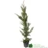 Cupressus Leylandii Conifer Hedging Plant 1.25m Tall (IT) 1 Cupressus Leylandii Conifer Hedging Plant 1.25m Tall (IT) -Plantern Pot Sales 5021768075944 df1d85ec 5ef5 44d5 91fb 39dfa0149986
