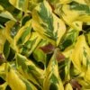 Cornus Florida 'Rainbow' Flowering Dogwood 10Ltr Pot 2 Cornus Florida 'Rainbow' Flowering Dogwood 10Ltr Pot -Plantern Pot Sales 5021768076866
