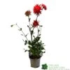 Dahlia 'Karma Red Corona' 3Ltr Pot -Plantern Pot Sales 5021768079263