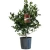 Ilex 'Nellie R.Stevens' Female Holly Bush 10Ltr Pot -Plantern Pot Sales 5021768084373