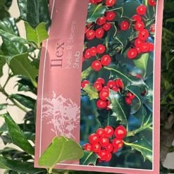 Ilex 'Nellie R.Stevens' Female Holly Bush 10Ltr Pot -Plantern Pot Sales 5021768084373 3