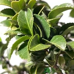 Euonymus Japonicus 'Benkomasaki' 40cm Tall (IT) -Plantern Pot Sales 5021768087787 3