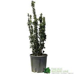 Euonymus Japonicus 'Benkomasaki' 40cm Tall (IT)